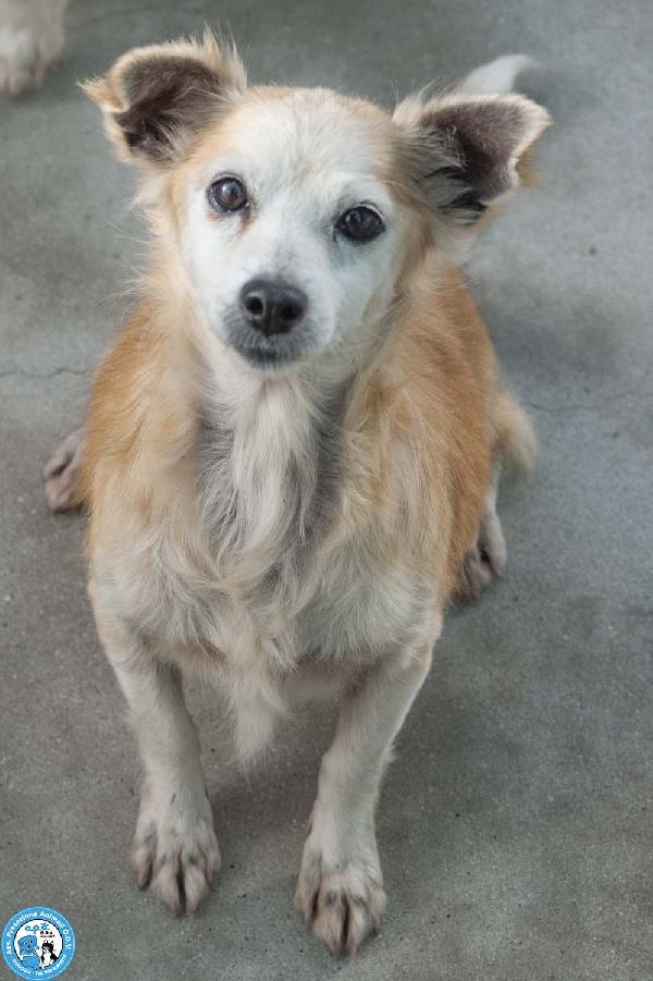 Tessy e Tom: cuore a quattro zampe (anzi, otto) Foto 2